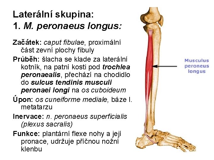 Laterální skupina: 1. M. peronaeus longus: Začátek: caput fibulae, proximální část zevní plochy fibuly