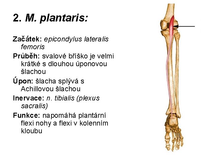 2. M. plantaris: Začátek: epicondylus lateralis femoris Průběh: svalové bříško je velmi krátké s