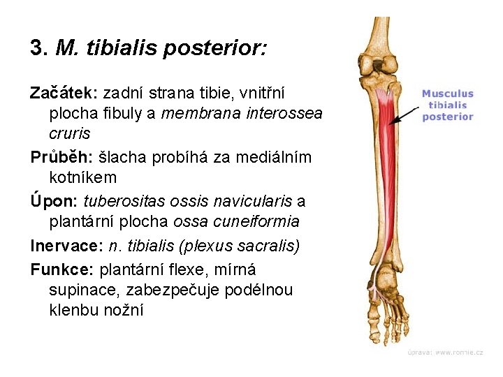 3. M. tibialis posterior: Začátek: zadní strana tibie, vnitřní plocha fibuly a membrana interossea