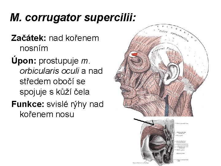 M. corrugator supercilii: Začátek: nad kořenem nosním Úpon: prostupuje m. orbicularis oculi a nad