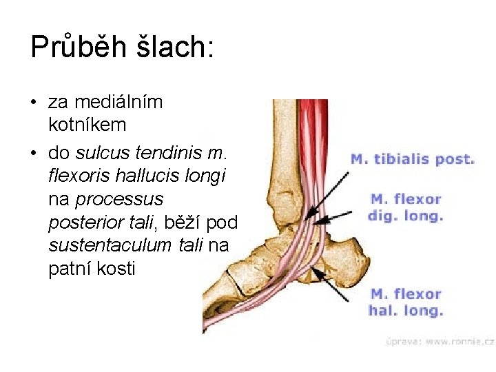 Průběh šlach: • za mediálním kotníkem • do sulcus tendinis m. flexoris hallucis longi