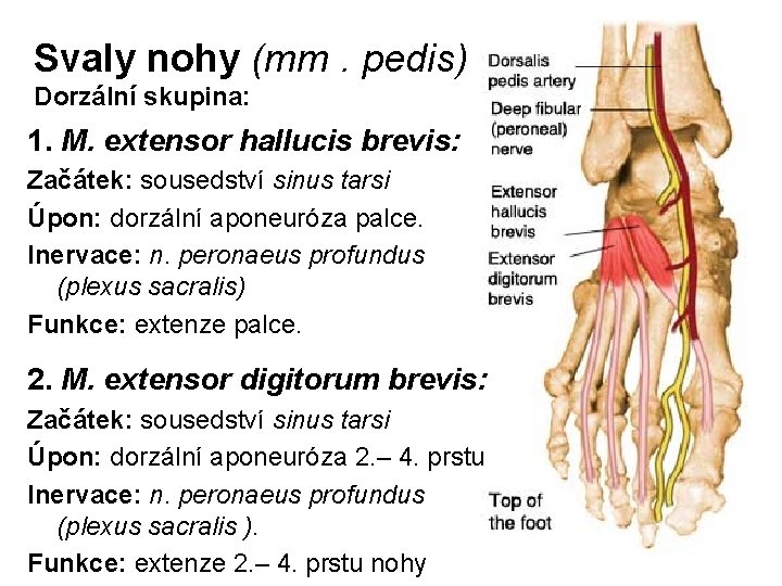 Svaly nohy (mm. pedis) Dorzální skupina: 1. M. extensor hallucis brevis: Začátek: sousedství sinus