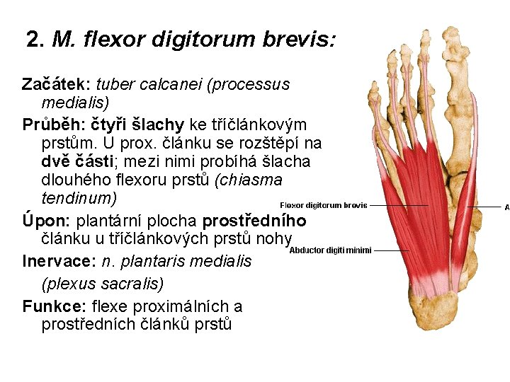 2. M. flexor digitorum brevis: Začátek: tuber calcanei (processus medialis) Průběh: čtyři šlachy ke