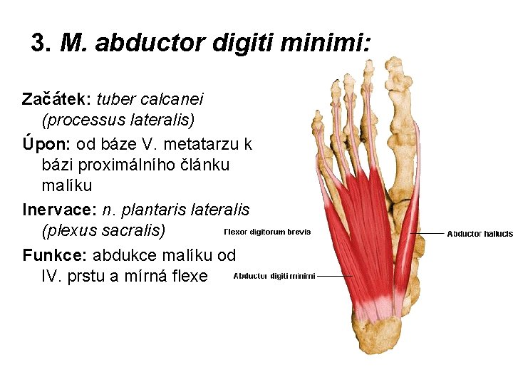 3. M. abductor digiti minimi: Začátek: tuber calcanei (processus lateralis) Úpon: od báze V.