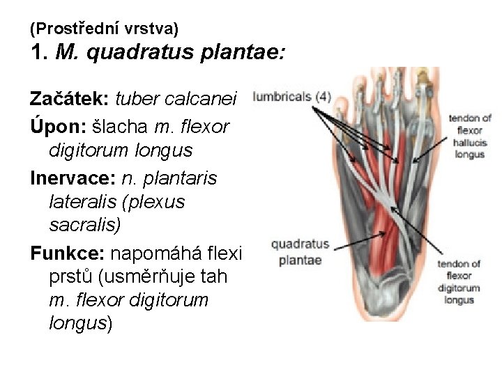 (Prostřední vrstva) 1. M. quadratus plantae: Začátek: tuber calcanei Úpon: šlacha m. flexor digitorum