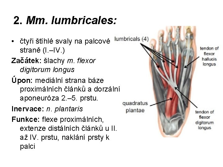 2. Mm. lumbricales: • čtyři štíhlé svaly na palcové straně (I. –IV. ) Začátek: