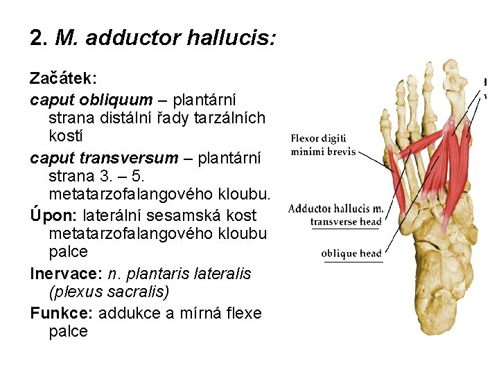 2. M. adductor hallucis: Začátek: caput obliquum – plantární strana distální řady tarzálních kostí