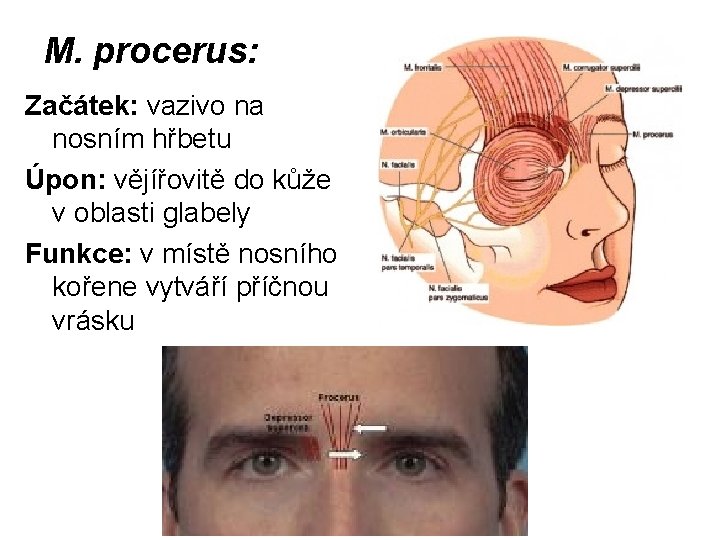 M. procerus: Začátek: vazivo na nosním hřbetu Úpon: vějířovitě do kůže v oblasti glabely