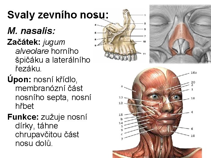 Svaly zevního nosu: M. nasalis: Začátek: jugum alveolare horního špičáku a laterálního řezáku. Úpon: