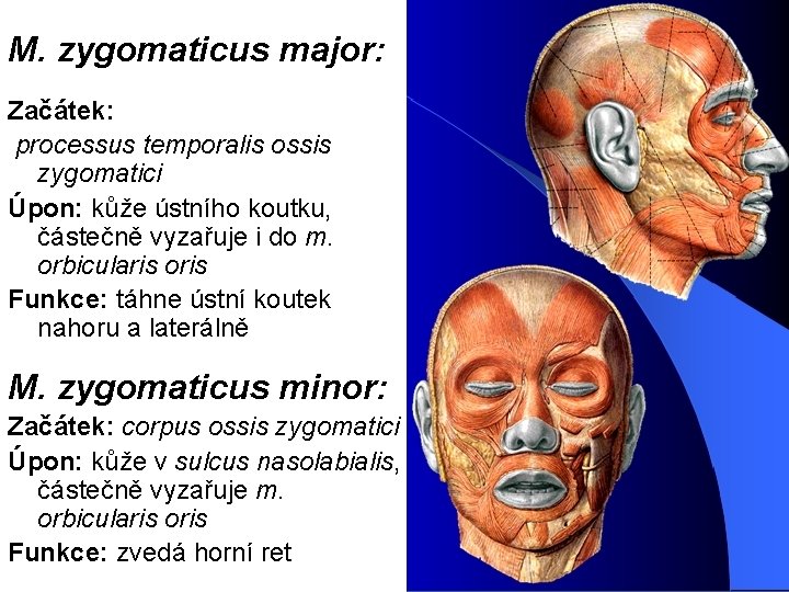 M. zygomaticus major: Začátek: processus temporalis ossis zygomatici Úpon: kůže ústního koutku, částečně vyzařuje