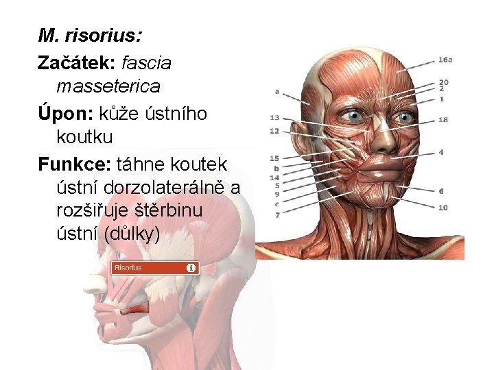 M. risorius: Začátek: fascia masseterica Úpon: kůže ústního koutku Funkce: táhne koutek ústní dorzolaterálně