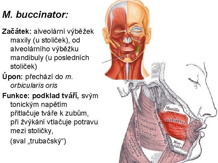 M. buccinator: Začátek: alveolární výběžek maxily (u stoliček), od alveolárního výběžku mandibuly (u posledních