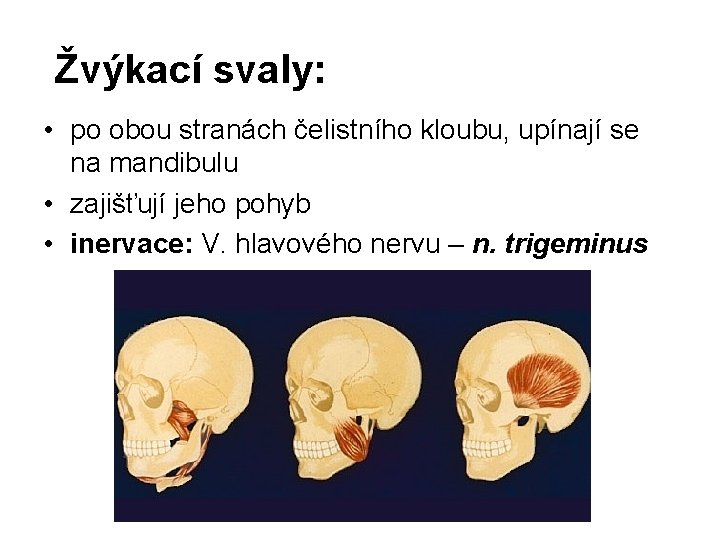 Žvýkací svaly: • po obou stranách čelistního kloubu, upínají se na mandibulu • zajišťují