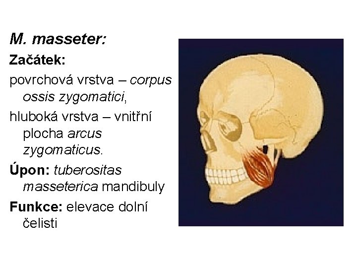 M. masseter: Začátek: povrchová vrstva – corpus ossis zygomatici, hluboká vrstva – vnitřní plocha