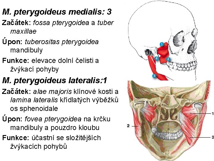 M. pterygoideus medialis: 3 Začátek: fossa pterygoidea a tuber maxillae Úpon: tuberositas pterygoidea mandibuly