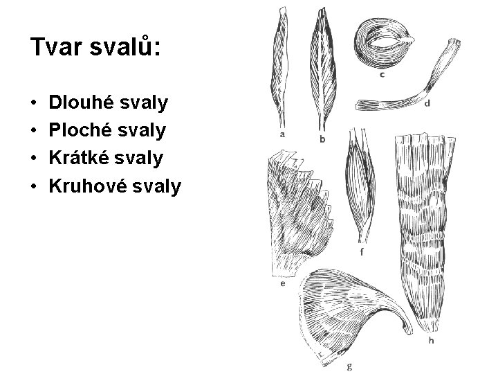 Tvar svalů: • • Dlouhé svaly Ploché svaly Krátké svaly Kruhové svaly 