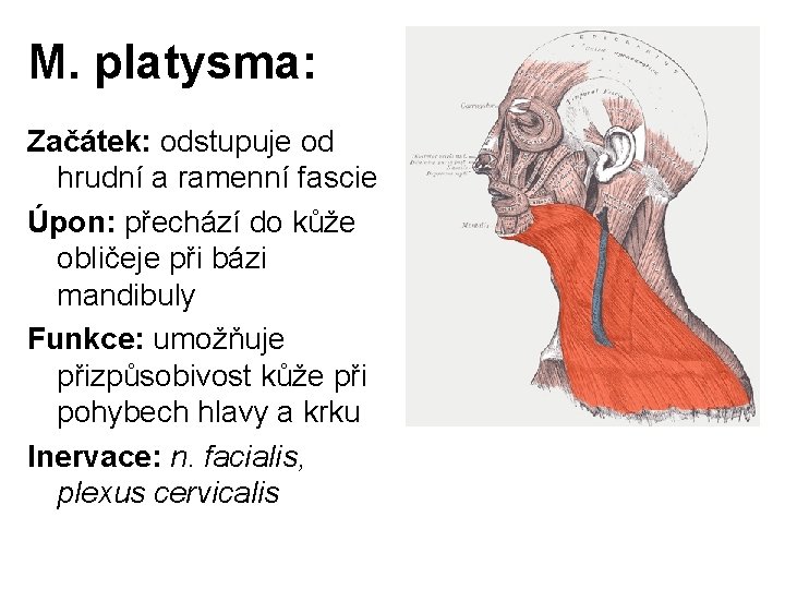 M. platysma: Začátek: odstupuje od hrudní a ramenní fascie Úpon: přechází do kůže obličeje