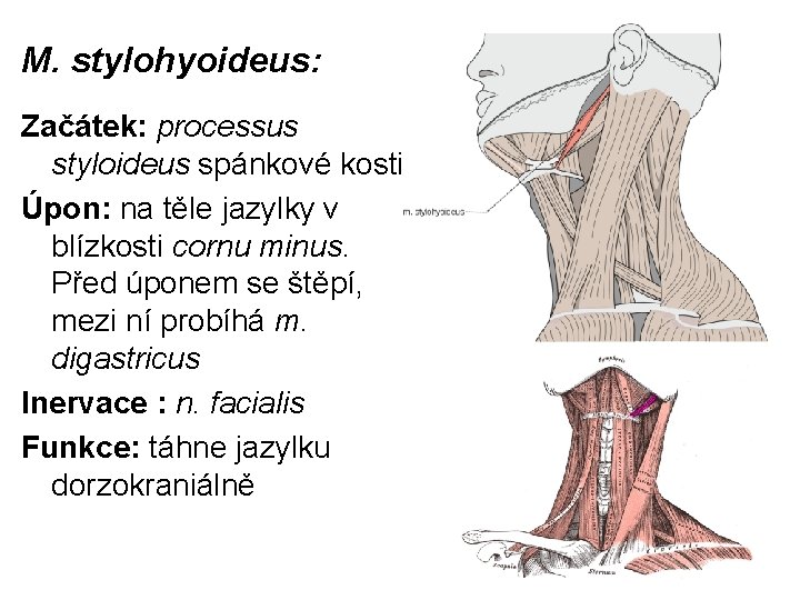 M. stylohyoideus: Začátek: processus styloideus spánkové kosti Úpon: na těle jazylky v blízkosti cornu