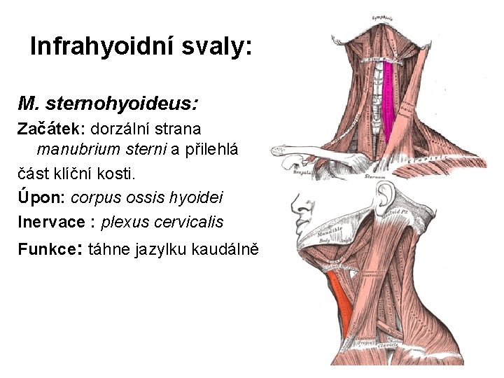Infrahyoidní svaly: M. sternohyoideus: Začátek: dorzální strana manubrium sterni a přilehlá část klíční kosti.