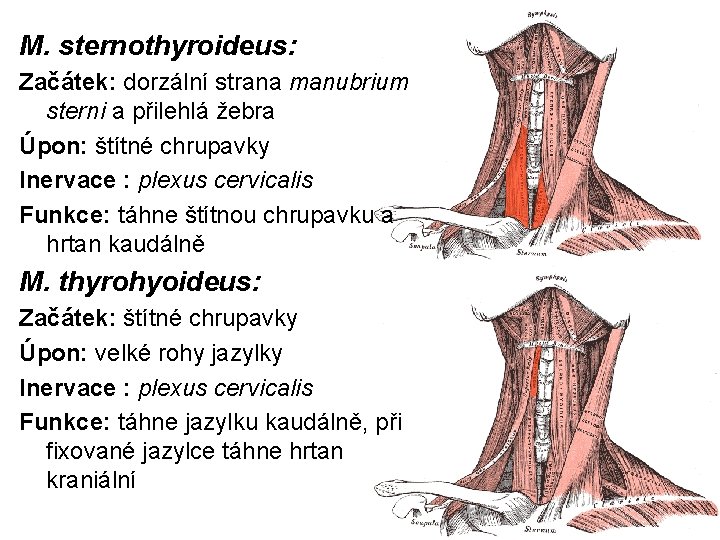 M. sternothyroideus: Začátek: dorzální strana manubrium sterni a přilehlá žebra Úpon: štítné chrupavky Inervace