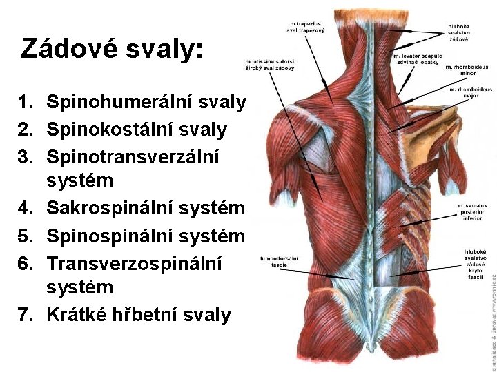 Zádové svaly: 1. Spinohumerální svaly 2. Spinokostální svaly 3. Spinotransverzální systém 4. Sakrospinální systém