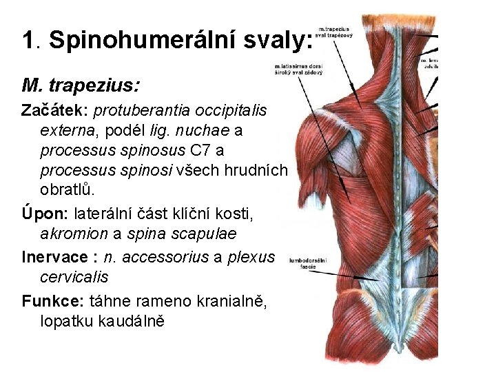 1. Spinohumerální svaly: M. trapezius: Začátek: protuberantia occipitalis externa, podél lig. nuchae a processus