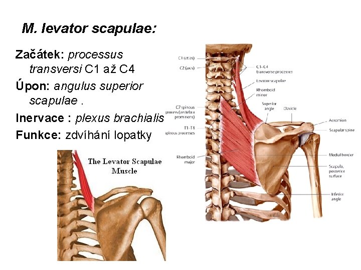 M. levator scapulae: Začátek: processus transversi C 1 až C 4 Úpon: angulus superior