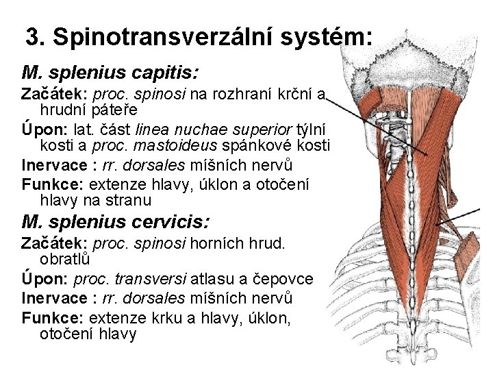 3. Spinotransverzální systém: M. splenius capitis: Začátek: proc. spinosi na rozhraní krční a hrudní