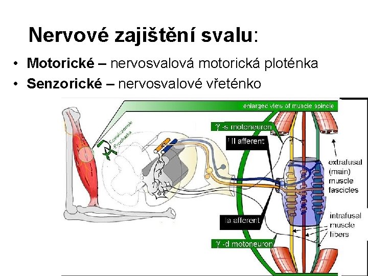 Nervové zajištění svalu: • Motorické – nervosvalová motorická ploténka • Senzorické – nervosvalové vřeténko