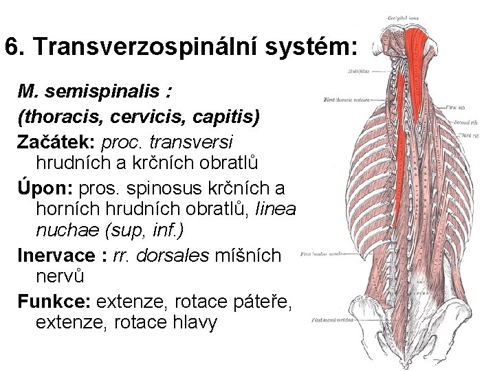 6. Transverzospinální systém: M. semispinalis : (thoracis, cervicis, capitis) Začátek: proc. transversi hrudních a