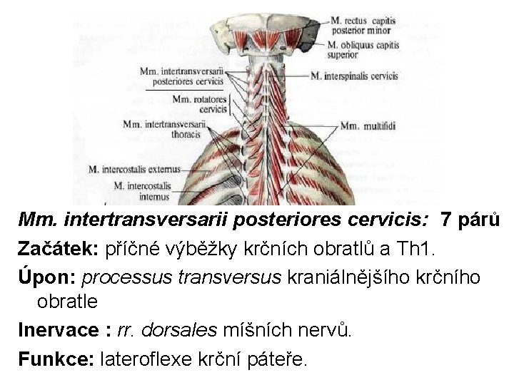 Mm. intertransversarii posteriores cervicis: 7 párů Začátek: příčné výběžky krčních obratlů a Th 1.