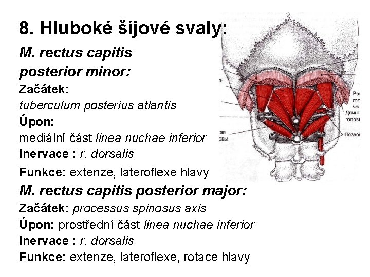 8. Hluboké šíjové svaly: M. rectus capitis posterior minor: Začátek: tuberculum posterius atlantis Úpon: