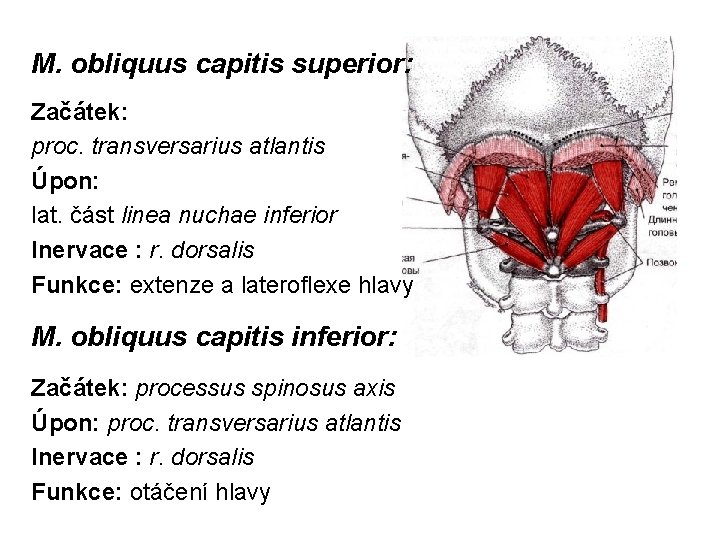 M. obliquus capitis superior: Začátek: proc. transversarius atlantis Úpon: lat. část linea nuchae inferior