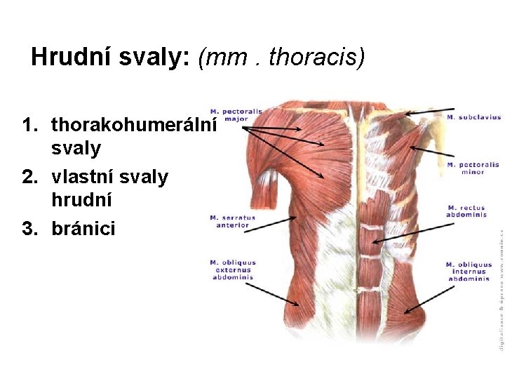 Hrudní svaly: (mm. thoracis) 1. thorakohumerální svaly 2. vlastní svaly hrudní 3. bránici 