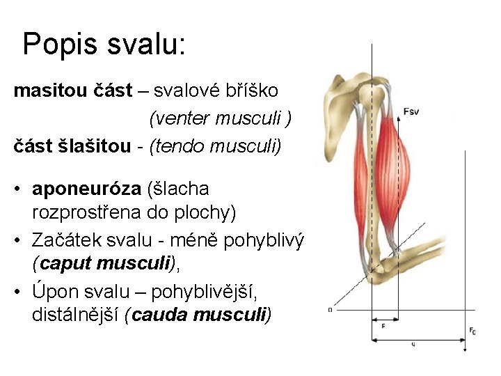 Popis svalu: masitou část – svalové bříško (venter musculi ) část šlašitou - (tendo