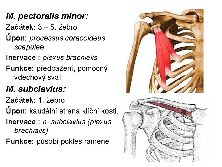 M. pectoralis minor: Začátek: 3. – 5. žebro Úpon: processus coracoideus scapulae Inervace :