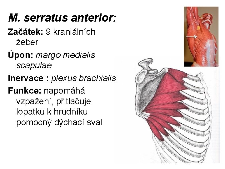 M. serratus anterior: Začátek: 9 kraniálních žeber Úpon: margo medialis scapulae Inervace : plexus
