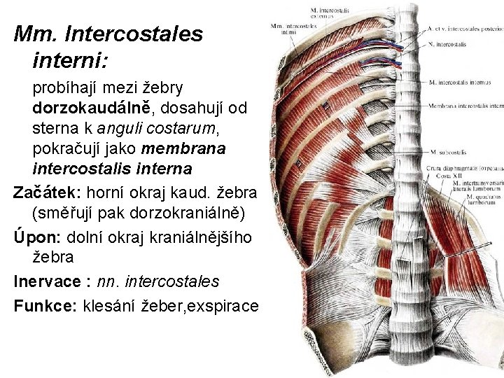 Mm. Intercostales interni: probíhají mezi žebry dorzokaudálně, dosahují od sterna k anguli costarum, pokračují