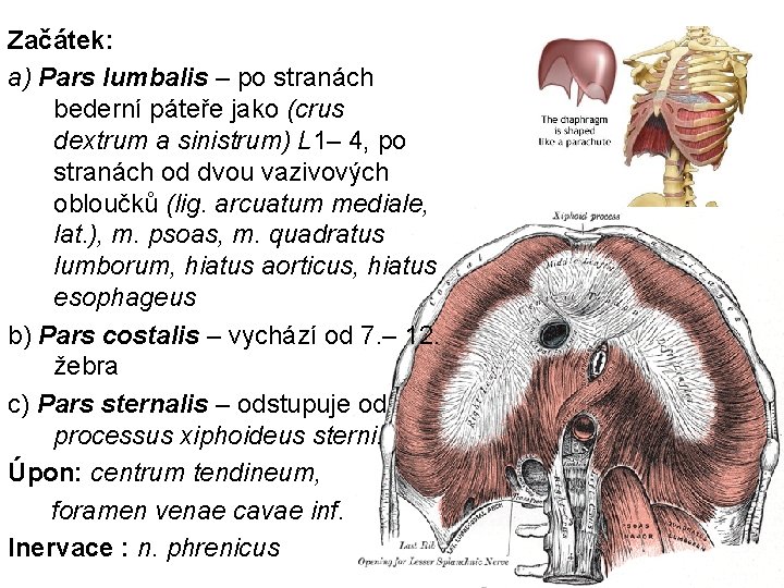 Začátek: a) Pars lumbalis – po stranách bederní páteře jako (crus dextrum a sinistrum)