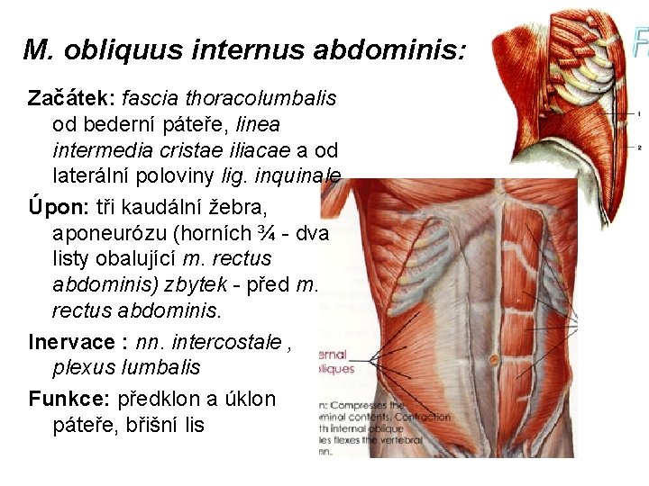 M. obliquus internus abdominis: Začátek: fascia thoracolumbalis od bederní páteře, linea intermedia cristae iliacae