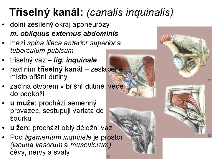 Tříselný kanál: (canalis inquinalis) • dolní zesílený okraj aponeurózy m. obliquus externus abdominis •