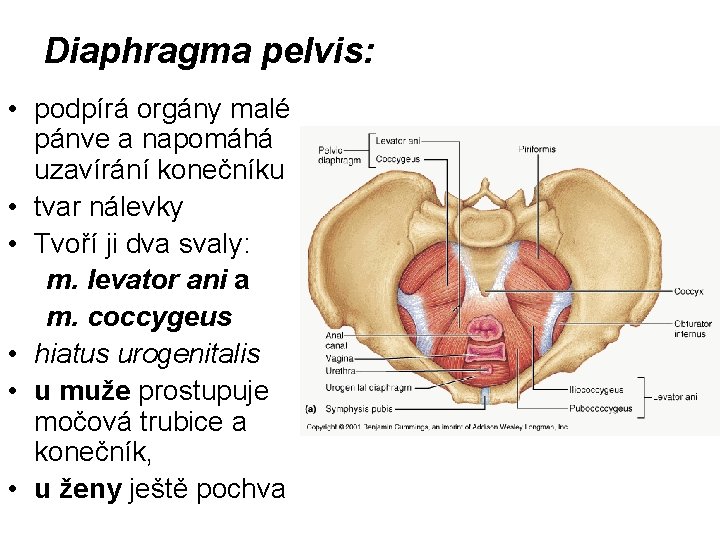 Diaphragma pelvis: • podpírá orgány malé pánve a napomáhá uzavírání konečníku • tvar nálevky