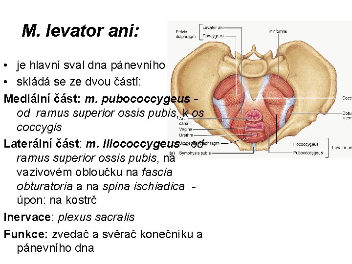 M. levator ani: • je hlavní sval dna pánevního • skládá se ze dvou