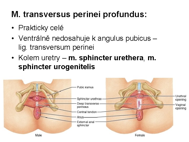 M. transversus perinei profundus: • Prakticky celé • Ventrálně nedosahuje k angulus pubicus –