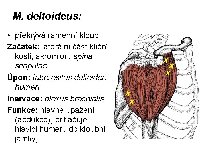 M. deltoideus: • překrývá ramenní kloub Začátek: laterální část klíční kosti, akromion, spina scapulae