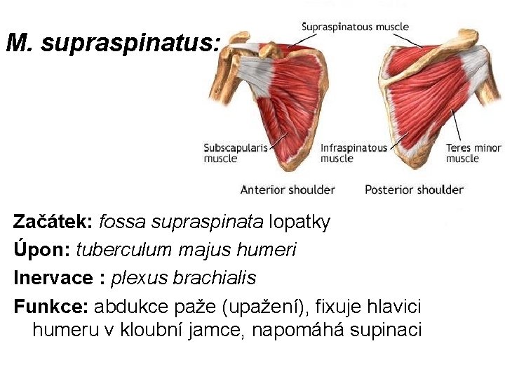 M. supraspinatus: Začátek: fossa supraspinata lopatky Úpon: tuberculum majus humeri Inervace : plexus brachialis