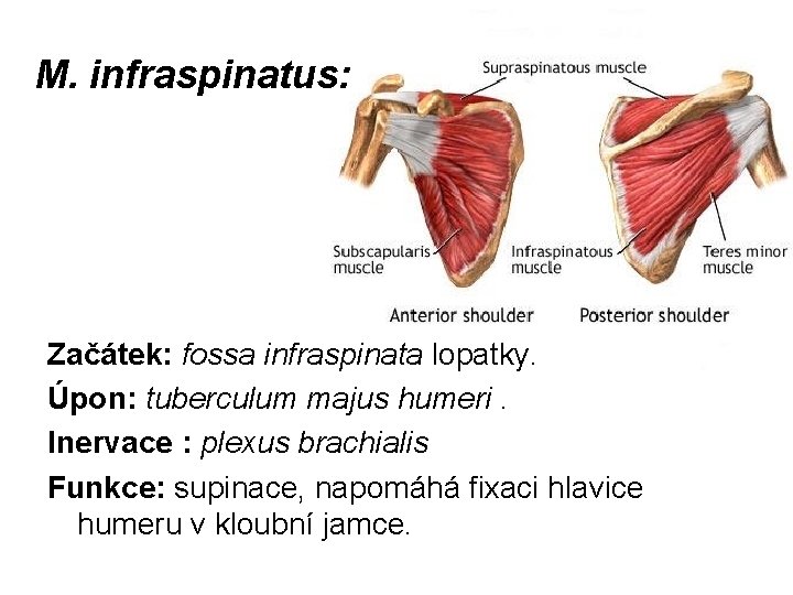 M. infraspinatus: Začátek: fossa infraspinata lopatky. Úpon: tuberculum majus humeri. Inervace : plexus brachialis