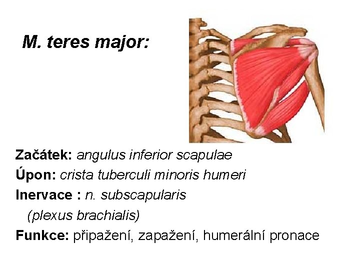 M. teres major: Začátek: angulus inferior scapulae Úpon: crista tuberculi minoris humeri Inervace :