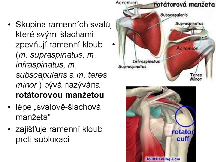  • Skupina ramenních svalů, které svými šlachami zpevňují ramenní kloub • foramen omotricipitale
