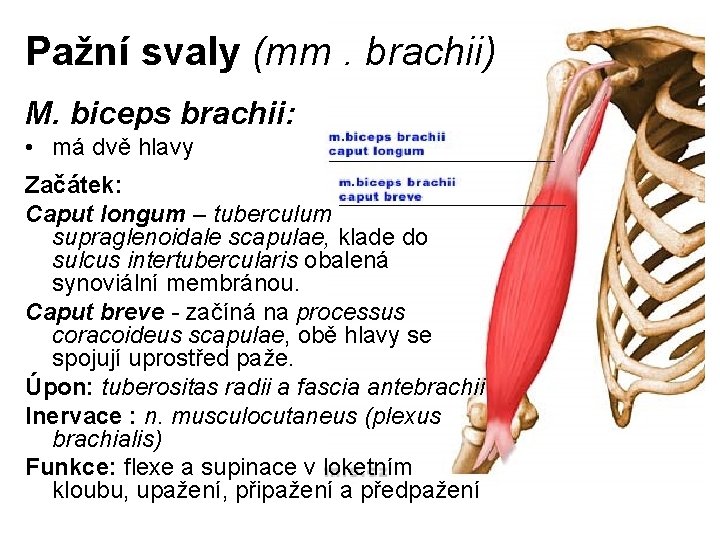 Pažní svaly (mm. brachii) M. biceps brachii: • má dvě hlavy Začátek: Caput longum